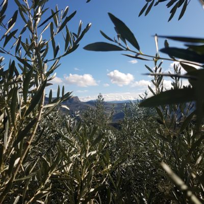 Blick aus dem Olivenbaum in die Ferne