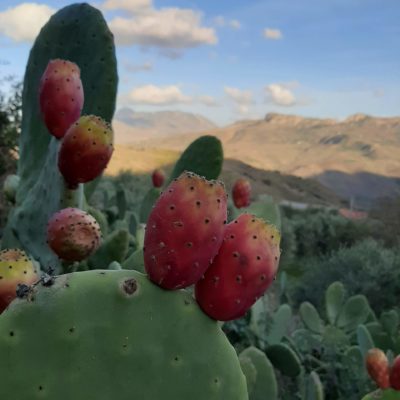 Opuntia ficus indica, die Feigen schmecken köstlich