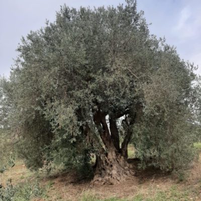 alter Olivenbaum auf der Plantage (> 300 Jahre)