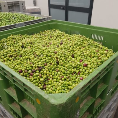 Boxen in welchen die geernteten Oliven bis zur Verarbeitung zwischengelagert werden