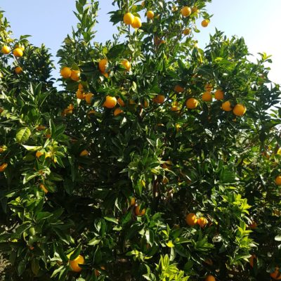 zum Frühstück eine Orange direkt vom Baum !